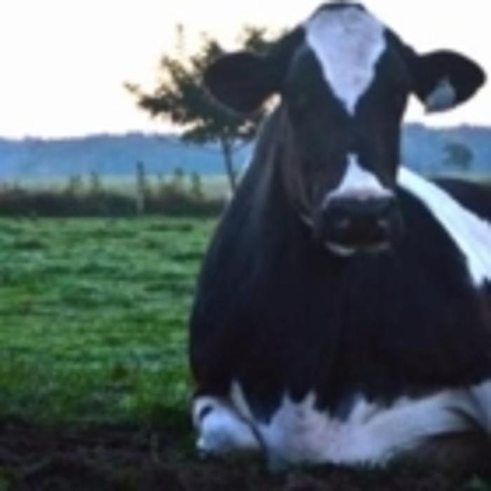 Linwood Veterinary Services