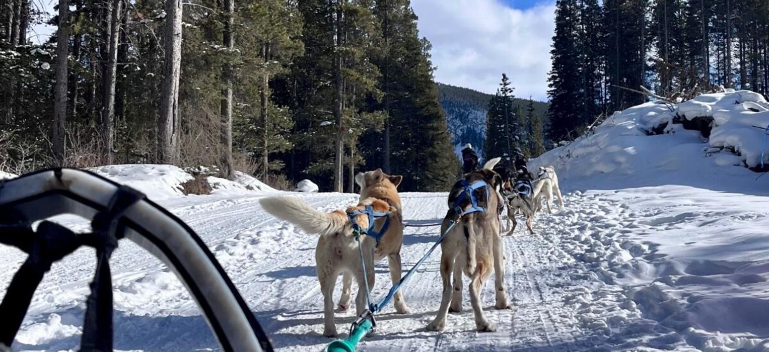 Howling Dog Tours Ltd