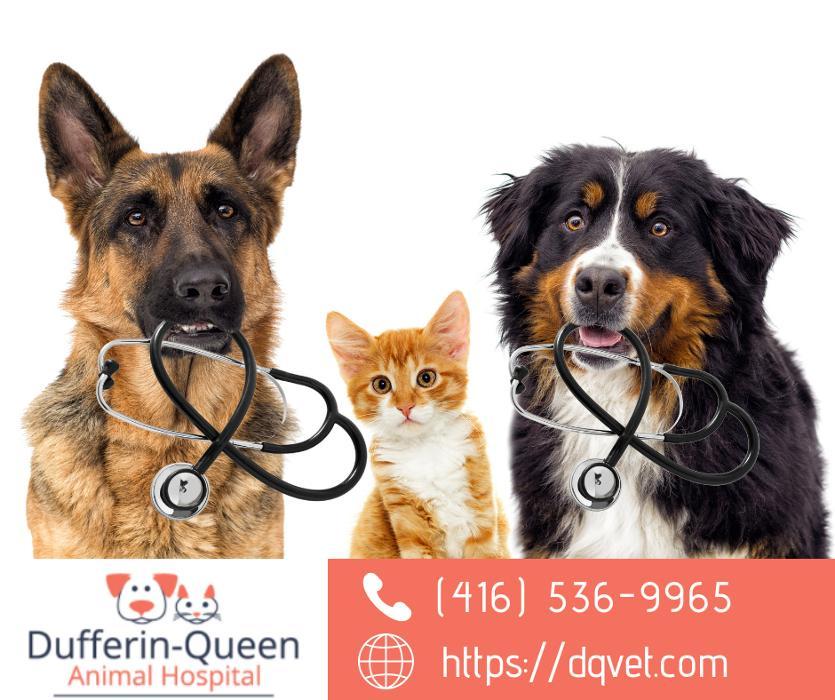 Dufferin Queen Animal Hospital