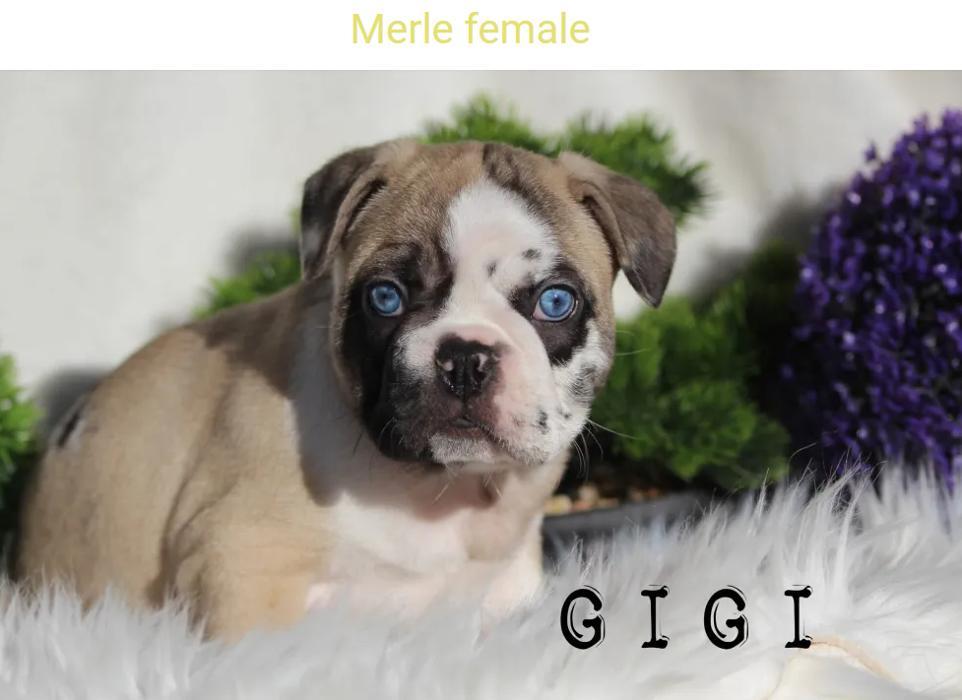 Vancouverite Bulldogs