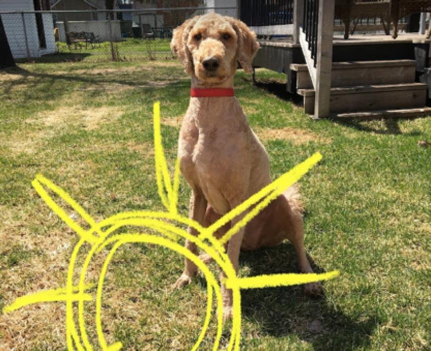 Salon de Tonte JFC Inc