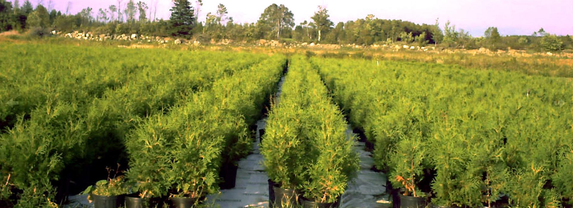 Cèdre à Haie Karine Dumont