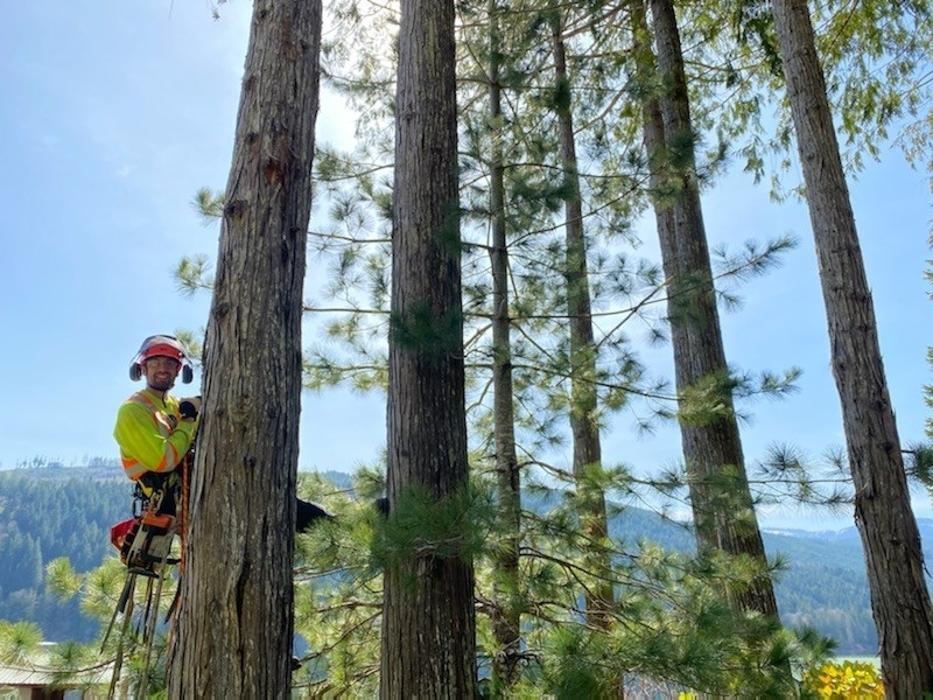 Totem Tree Service