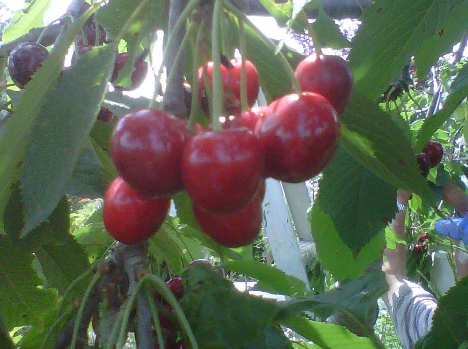 A Mucci Pépinière Inc