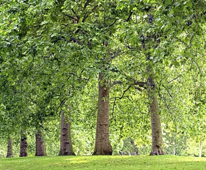Alberta Tree Spraying