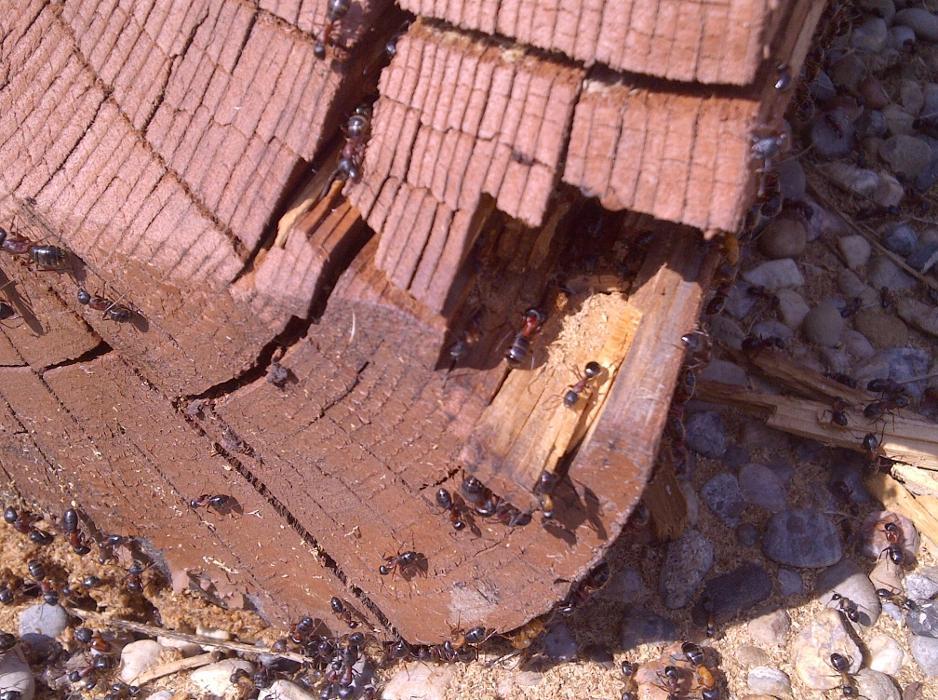 Absolute Pest Control Inc