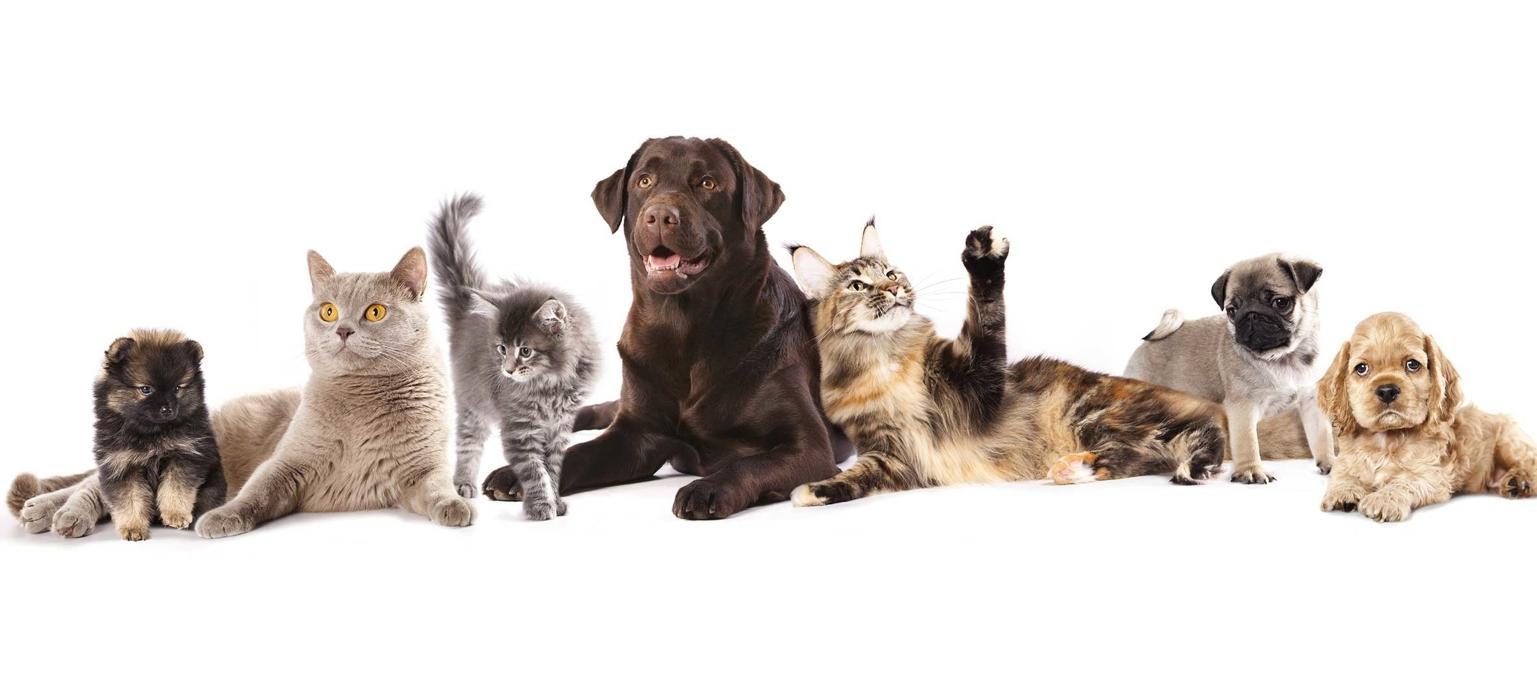 South Whitby Veterinary Services