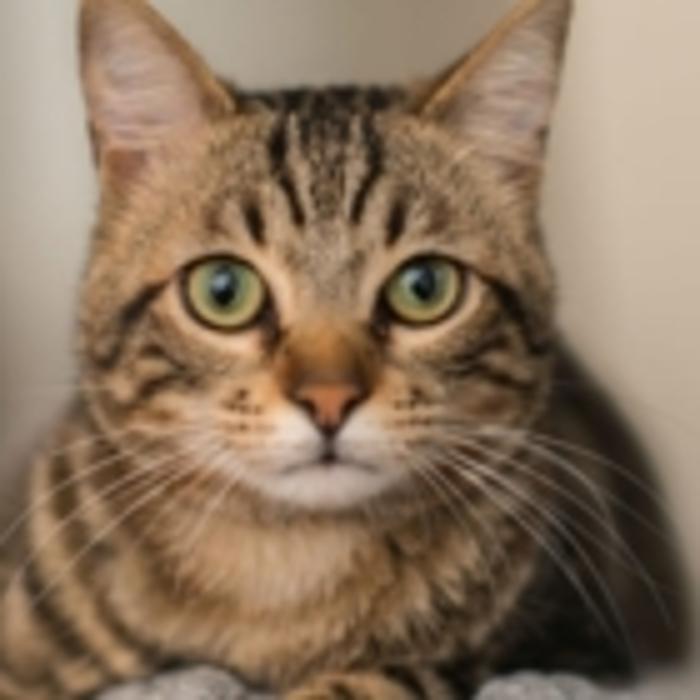 Alpine Animal Hospital