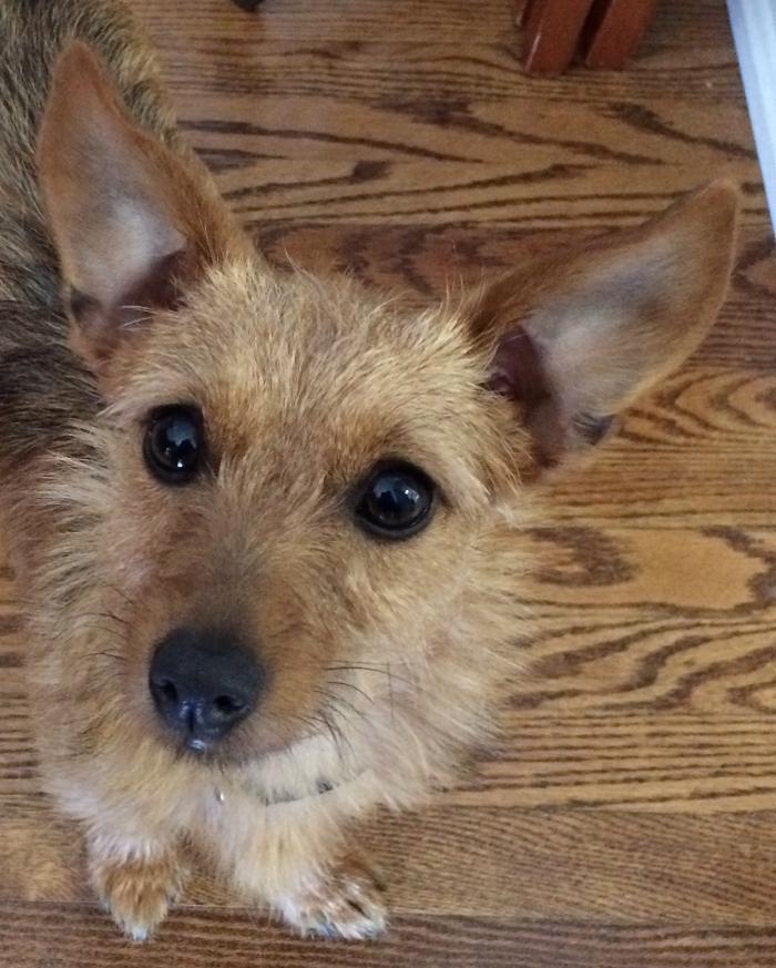 Animal Clinic Of Brooklin