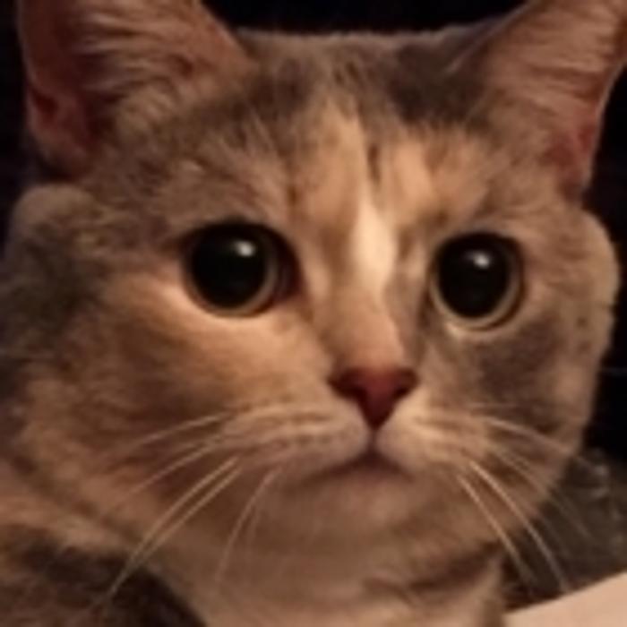 Clinique Vétérinaire Bedford Farnham