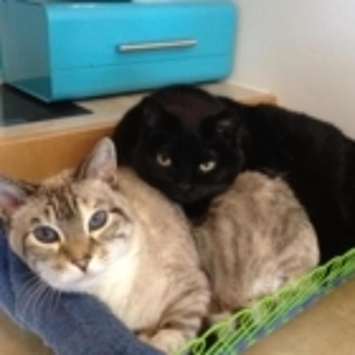 Cottonwood Falls Animal Clinic