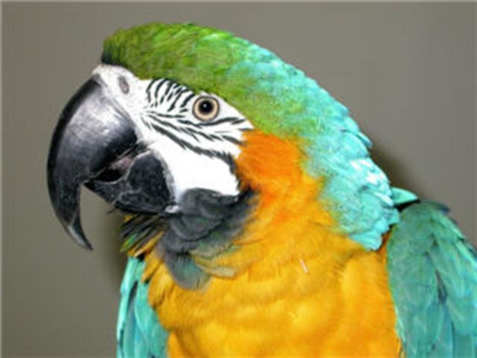 The Links Road Animal & Bird Clinic