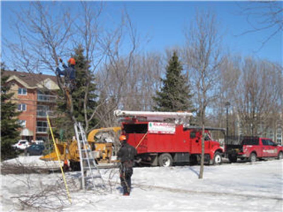 Elagage Des Bois-Francs Inc