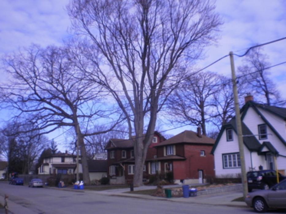 Tomahawk Tree & Service