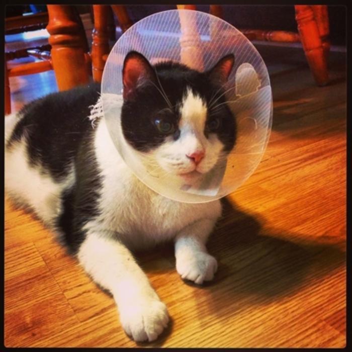 Dalton Road Veterinary Clinic