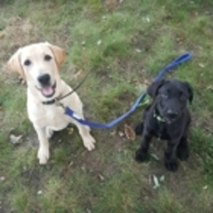 Erie Shore Retrievers and Pet Resort