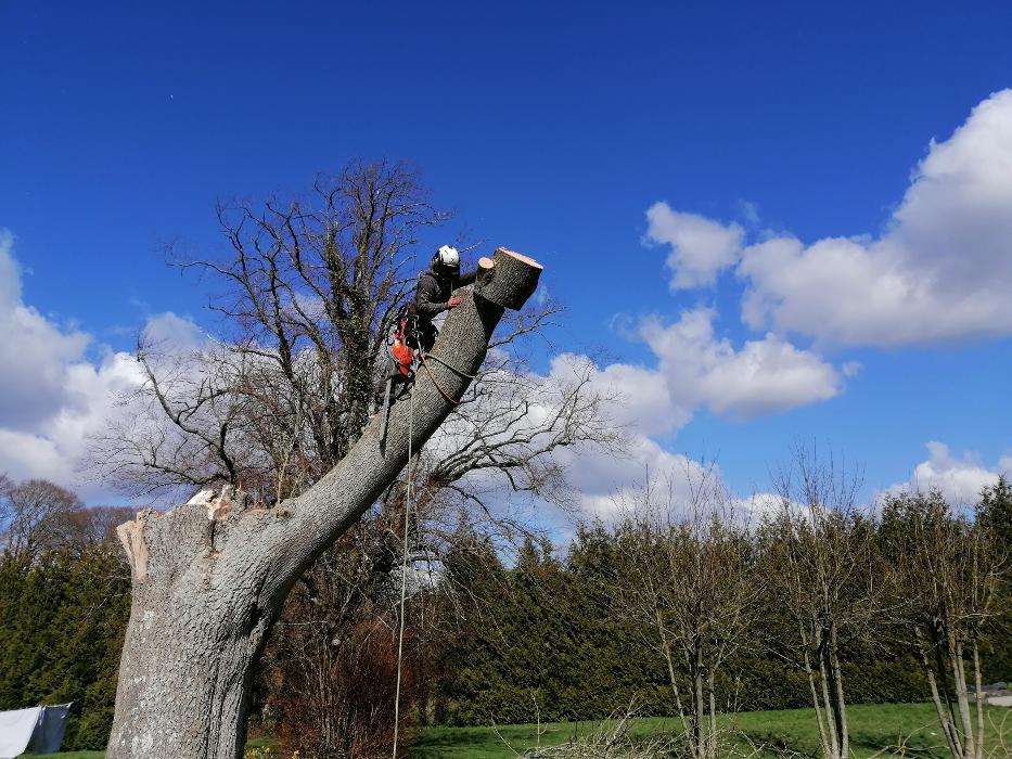 S.H. Tree Care