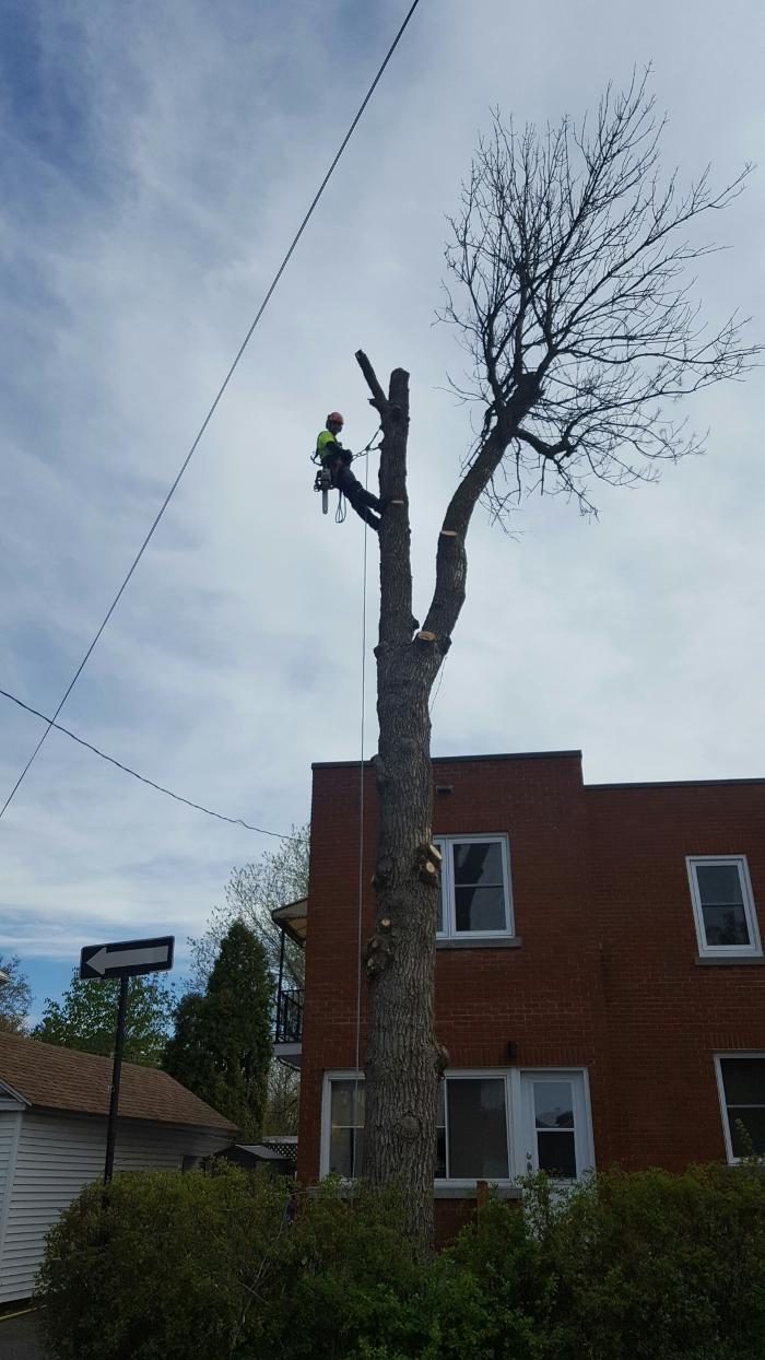 Clavette Émondage Inc