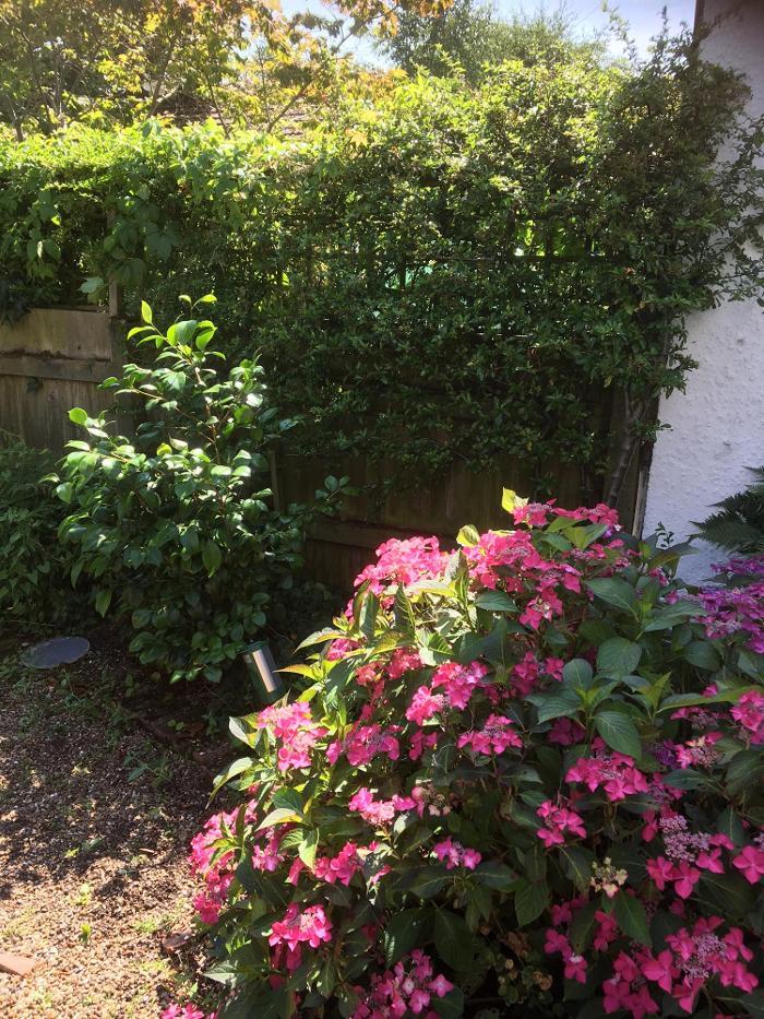 Urban Fox Garden Services