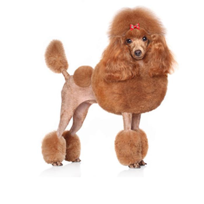 Paws of Love Goldendoodles