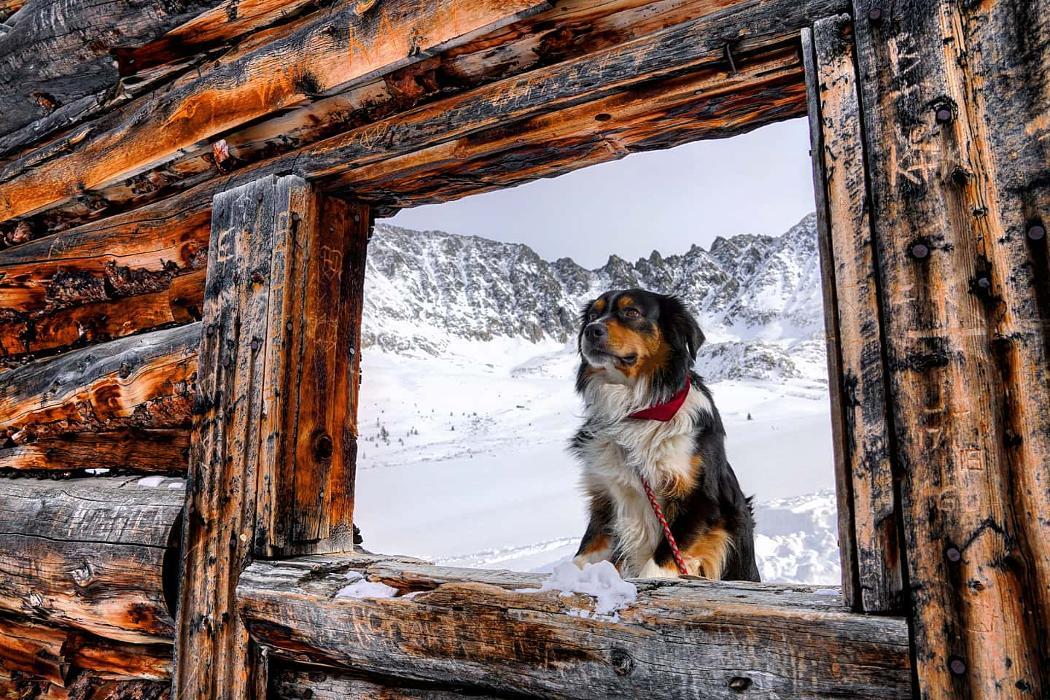 Fresh Tracks Pet Shop