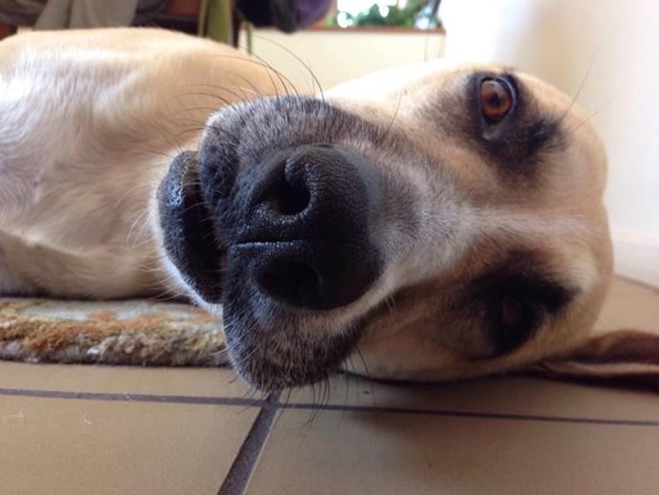 Eye Care for Animals - San Diego