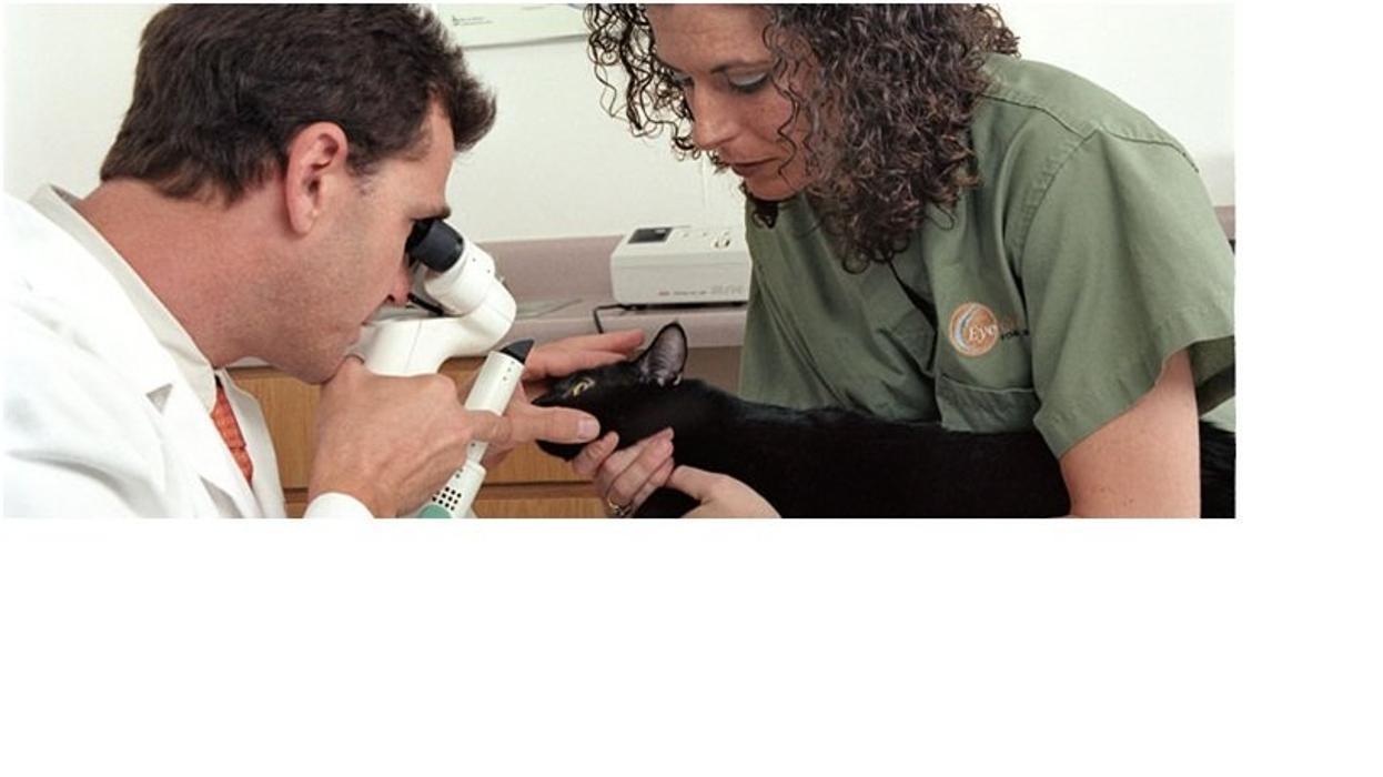 Eye Care for Animals - Albuquerque