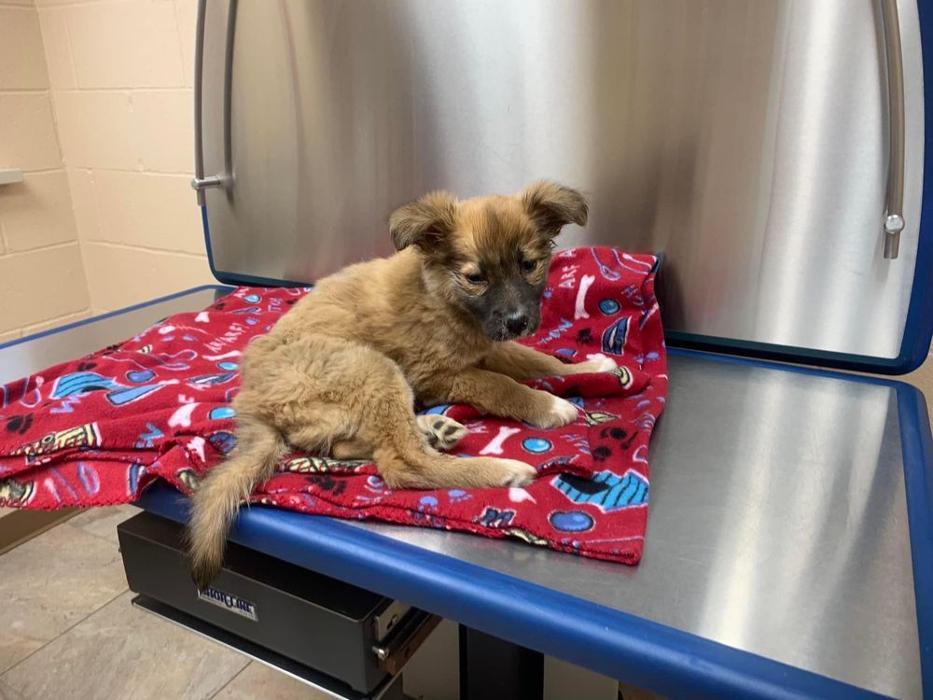 Loyalsock Animal Hospital