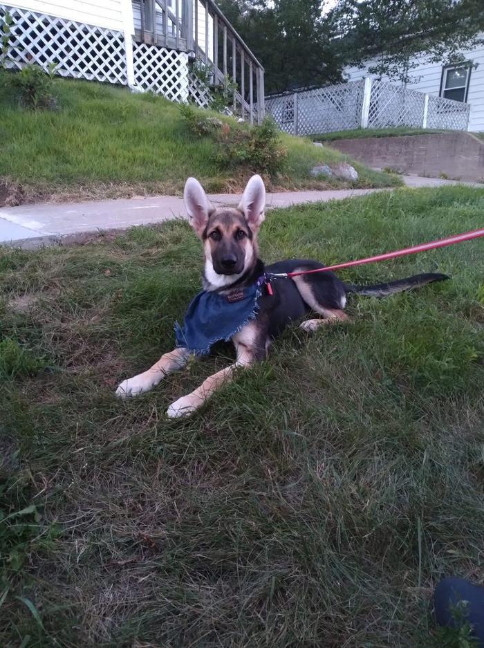 Homestead Veterinary Care