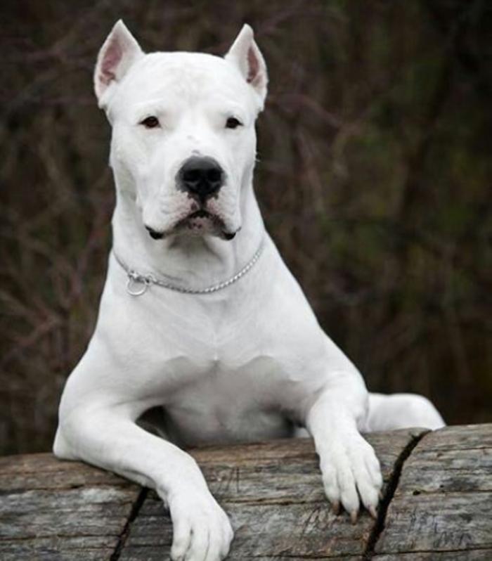 Southside Animal Hospital