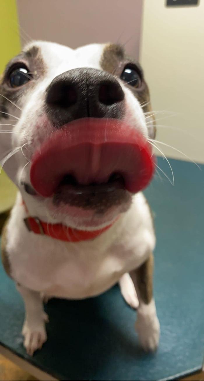 Mahoning Valley Veterinary Centre