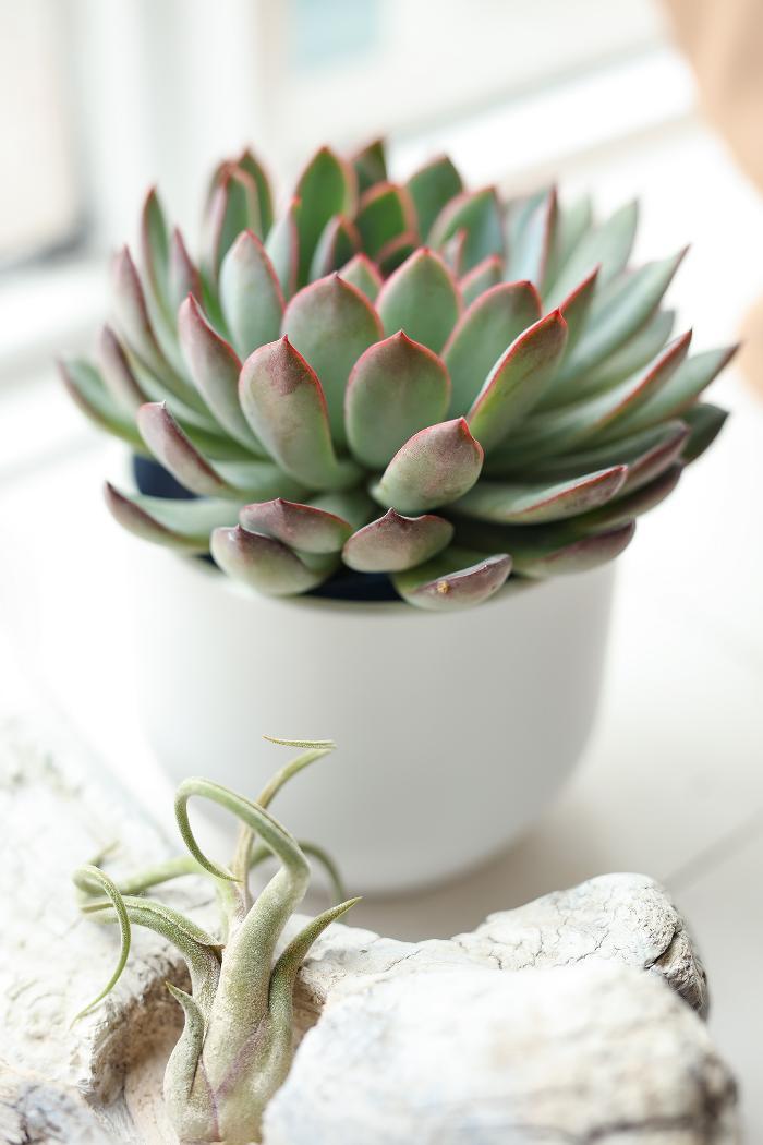 Fleurs & Pensées Halles St-Jean