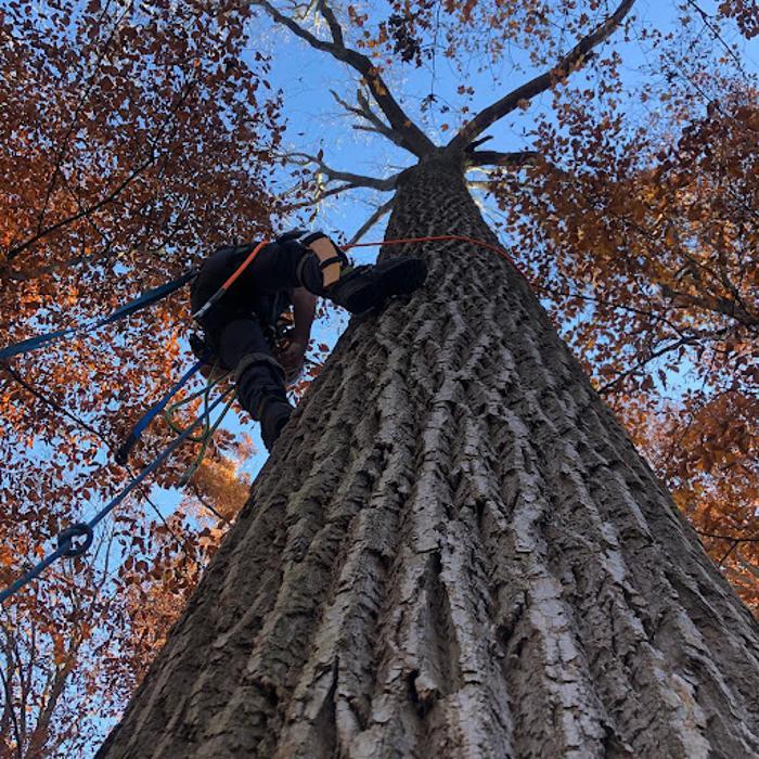 Tanzola Tree Service