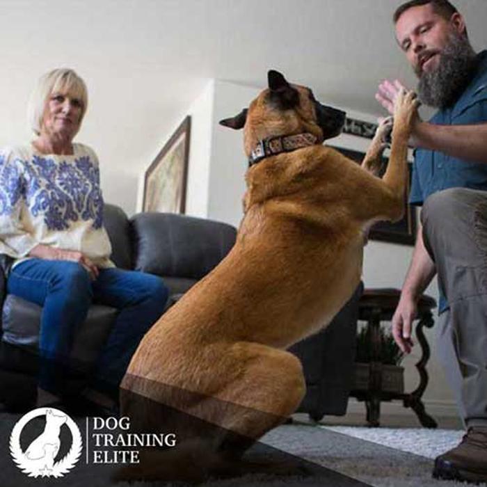 Dog Training Elite Boston