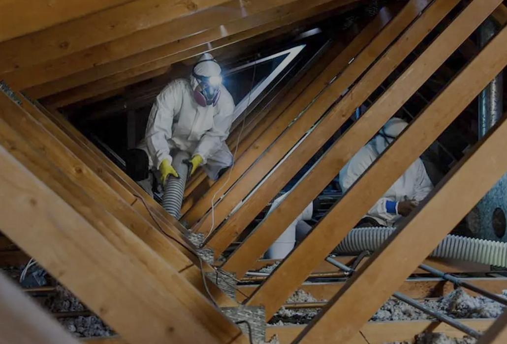 British Bird Control - East Midlands