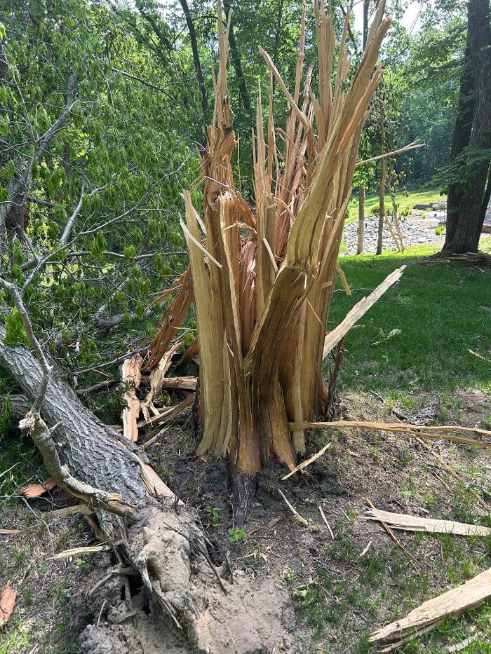 Eager Beaver Tree Service LLC