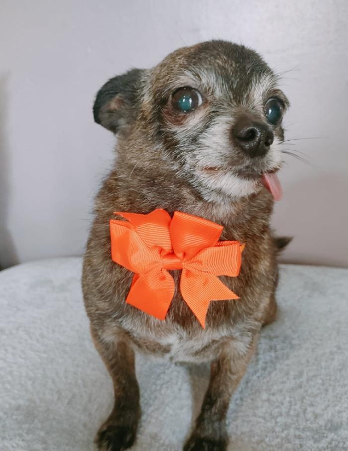 Lindsey's Paws for Thought Professional Dog Grooming