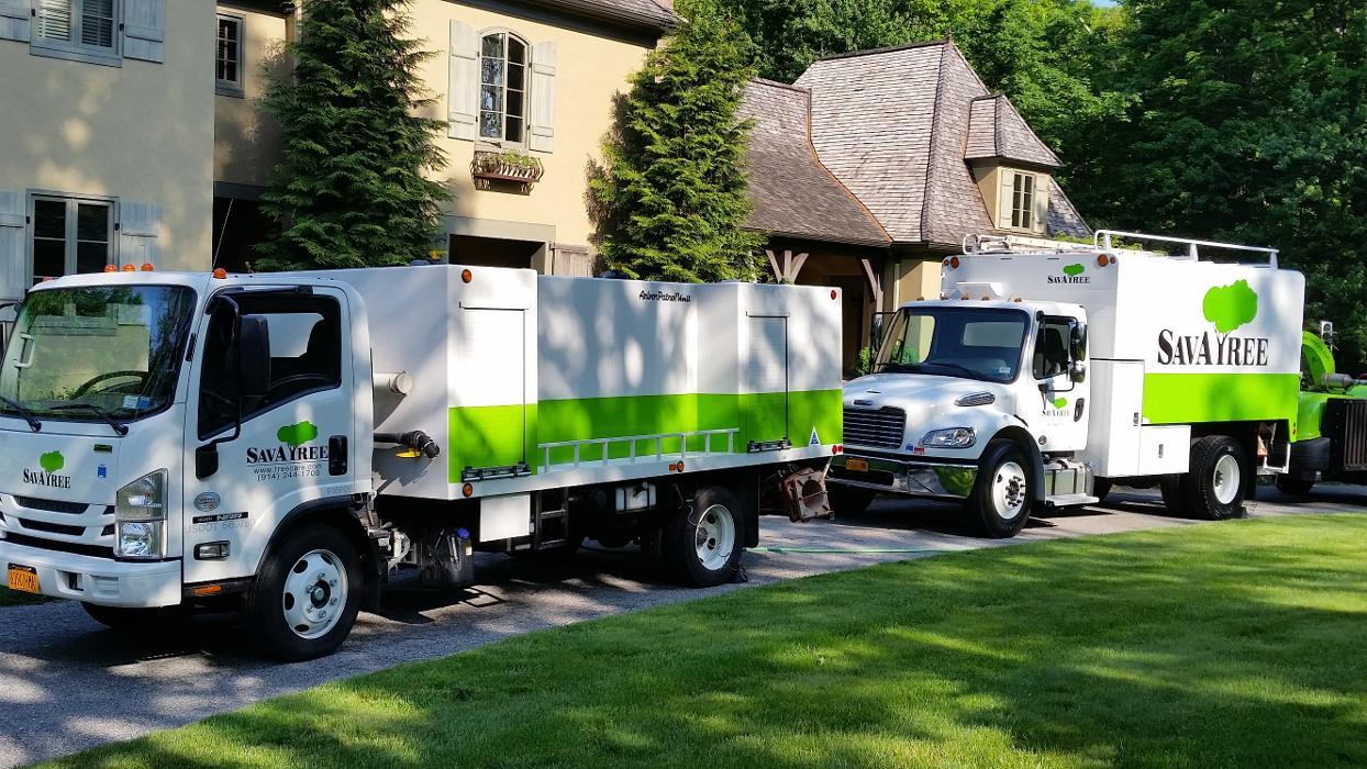 SavATree - Tree Service & Lawn Care