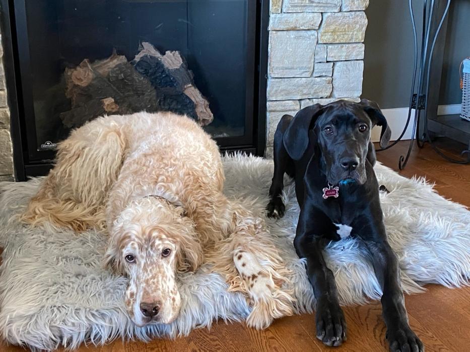 North Island Waggin' Tails