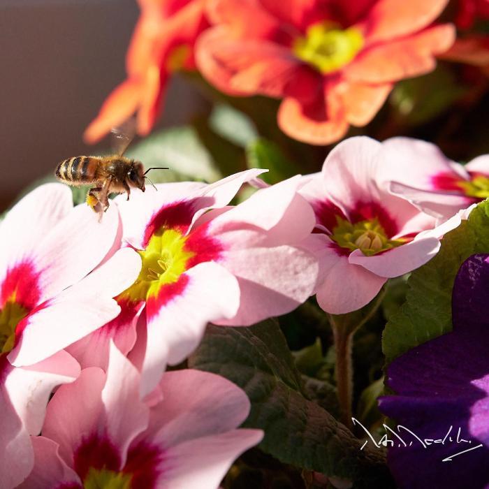 Ripley Nurseries & Farm Shop