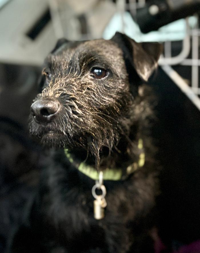 Silent But Deadly Pest Control