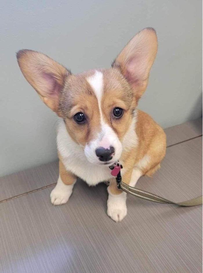 Lake Wissota Animal Hospital