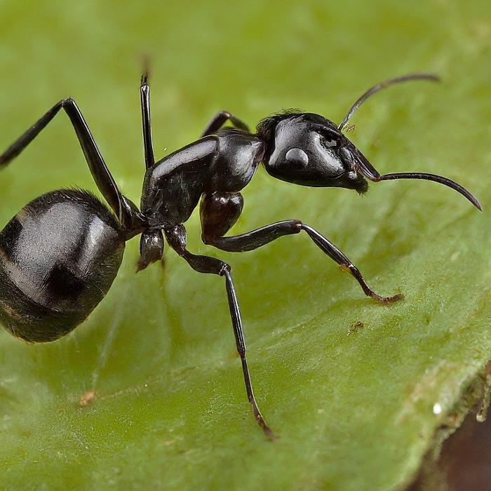 Solidified Pest Control