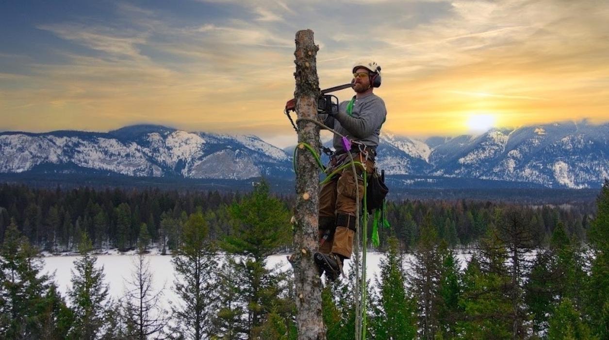 Top Notch Tree Felling