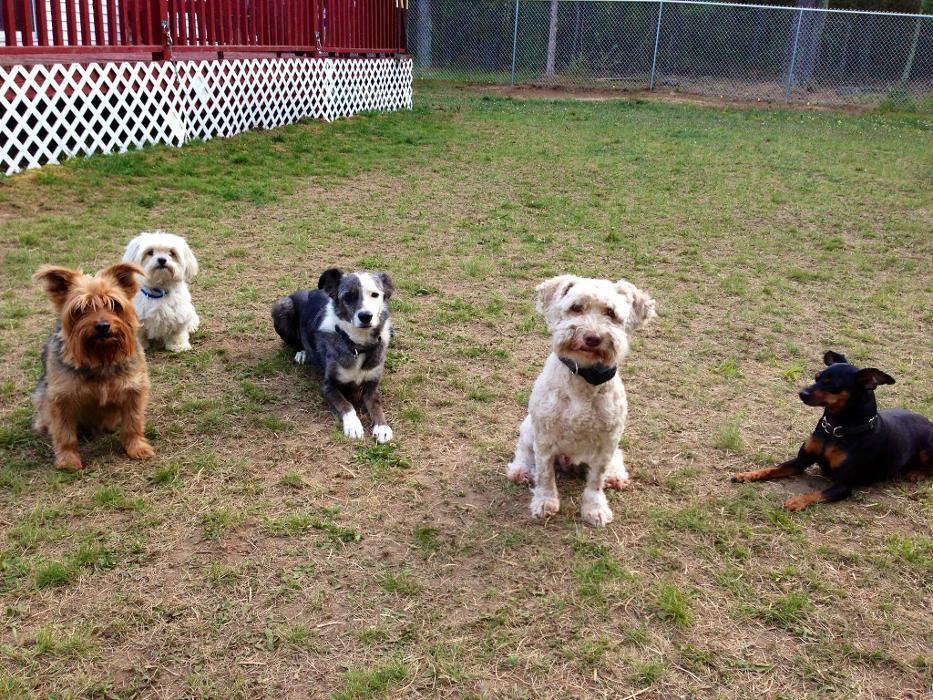 Canine Behavioral Services Inc.