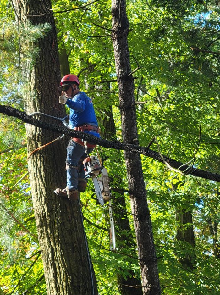 Treescapes Tree Experts