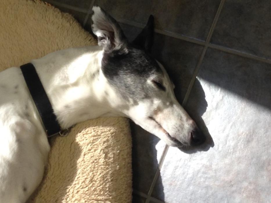 Cumming Veterinary Clinic