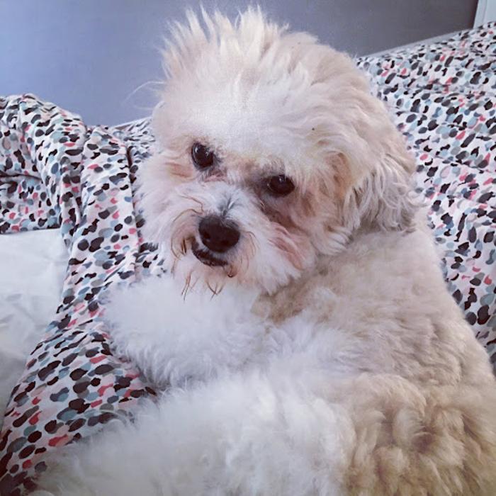 Pets Beautiful School Of Styling