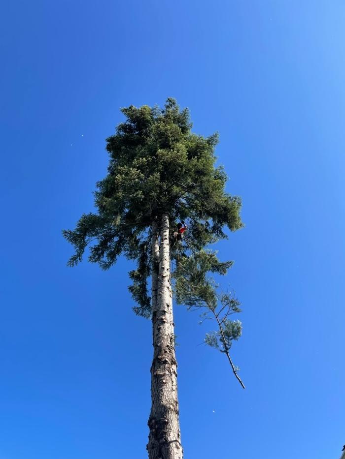 Timberwolf Tree Service