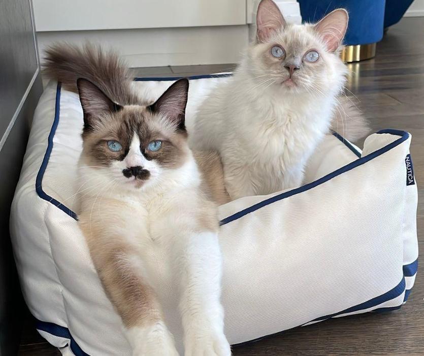 Happy Go Lucky Pet Club